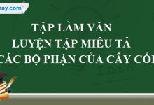 Tập làm văn: Luyện tập miêu tả các bộ phận của cây cối trang 41 SGK Tiếng Việt 4 tập 2>