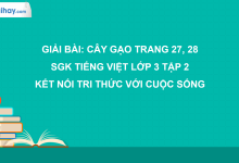 Bài 6: Cây gạo trang 27, 28 SGK Tiếng Việt 3 tập 2 Kết nối tri thức với cuộc sống>