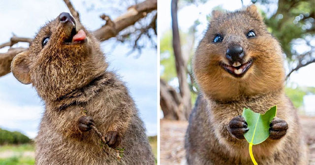 Quokka là con gì?