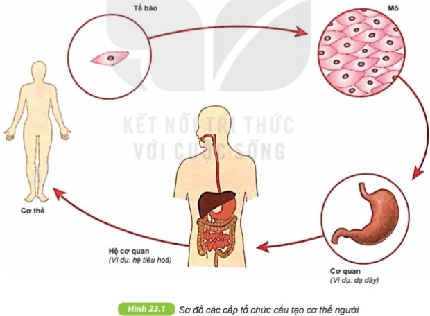 Tài liệu THCS Bình Chánh