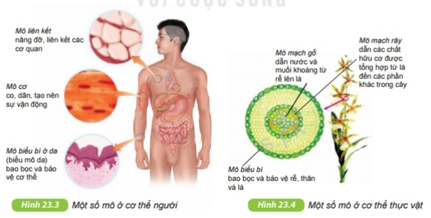 Tài liệu THCS Bình Chánh