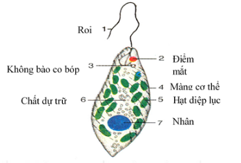 Tài liệu THCS Bình Chánh