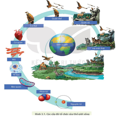 Giải Sinh học 10 Bài 3: Các cấp độ tổ chức của thế giới sống (ảnh 1)