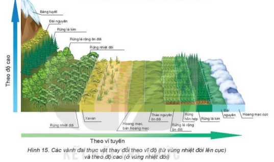 Giải Địa lí 10 Bài 15: Sinh quyển - Kết nối tri thức (ảnh 1)