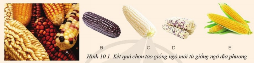 Giải Công nghệ 10 Bài 10: Phương pháp chọn, tạo giống cây trồng - Cánh diều (ảnh 1)