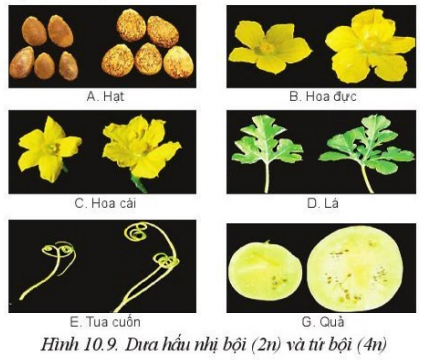 Giải Công nghệ 10 Bài 10: Phương pháp chọn, tạo giống cây trồng - Cánh diều (ảnh 1)