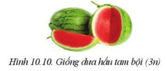 Giải Công nghệ 10 Bài 10: Phương pháp chọn, tạo giống cây trồng - Cánh diều (ảnh 1)