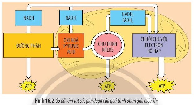 Giải Sinh học 10 Bài 16 (Chân trời sáng tạo): Phân giải các chất và giải phóng năng lượng  (ảnh 1)