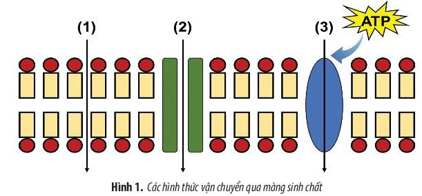 Giải Sinh học 10 Ôn tập chương 3 (Chân trời sáng tạo) (ảnh 1)