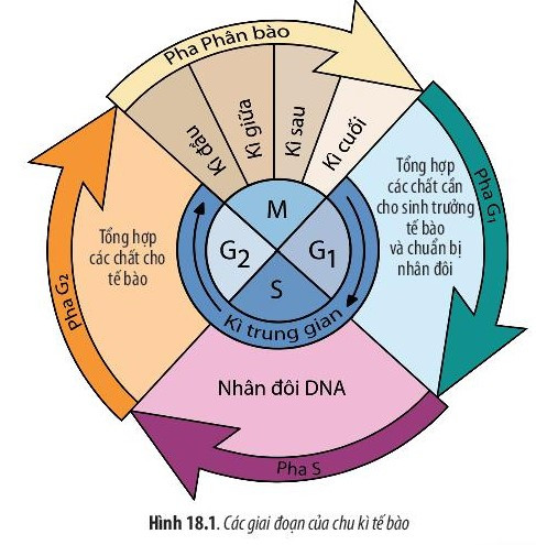 Giải Sinh học 10 Bài 18 (Chân trời sáng tạo): Chu kỳ tế bào (ảnh 1)