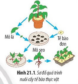 Giải Sinh học 10 Bài 21 (Chân trời sáng tạo): Công nghệ tế bào  (ảnh 1)