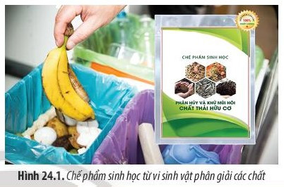 Giải Sinh học 10 Bài 24 (Chân trời sáng tạo): Quá trình tổng hợp và phân giải ở vi sinh vật  (ảnh 1)