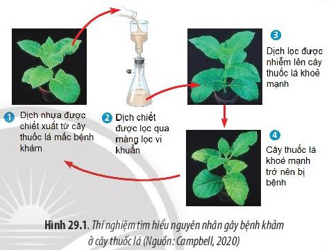 Giải Sinh học 10 Bài 29 (Chân trời sáng tạo): Virus  (ảnh 1)