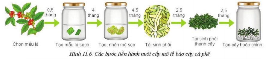 Giải Công nghệ 10 Bài 11: Phương pháp nhân giống cây trồng - Cánh diều (ảnh 1)