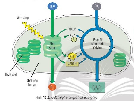 Giải Sinh học 10 Bài 15 (Chân trời sáng tạo): Tổng hợp các chất và tích lũy năng lượng  (ảnh 1)