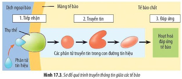 Giải Sinh học 10 Bài 17 (Chân trời sáng tạo): Thông tin giữa các tế bào  (ảnh 1)