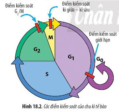 Giải Sinh học 10 Bài 18 (Chân trời sáng tạo): Chu kỳ tế bào (ảnh 1)