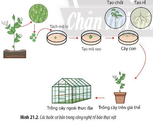 Giải Sinh học 10 Bài 21 (Chân trời sáng tạo): Công nghệ tế bào  (ảnh 1)