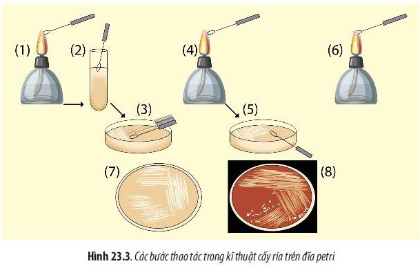 Giải Sinh học 10 Bài 23 (Chân trời sáng tạo): Thực hành: Một số phương pháp nghiên cứu vi sinh vật  (ảnh 1)