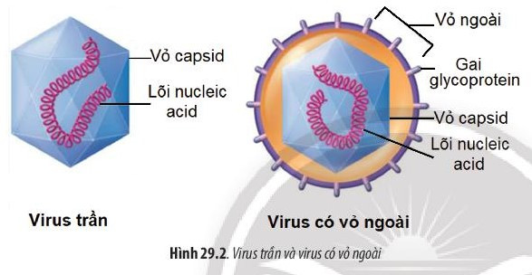 Giải Sinh học 10 Bài 29 (Chân trời sáng tạo): Virus  (ảnh 1)