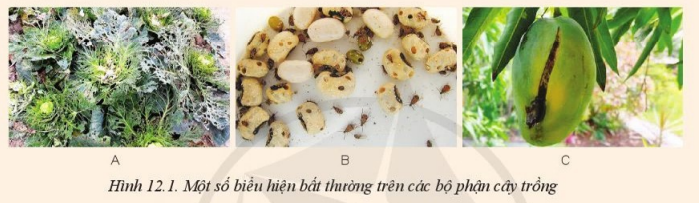 Giải Công nghệ 10 Bài 12: Tác hại của sâu, bệnh đối với cây trồng - Cánh diều (ảnh 1)