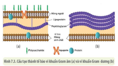 Giải Sinh học 10 Bài 20: Dự đa dạng và phương pháp nghiên cứu vi sinh vật (ảnh 1)