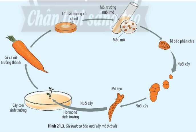 Giải Sinh học 10 Bài 21 (Chân trời sáng tạo): Công nghệ tế bào  (ảnh 1)