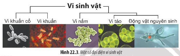 Giải Sinh học 10 Bài 22 (Chân trời sáng tạo): Khái quát về vi sinh vật  (ảnh 1)