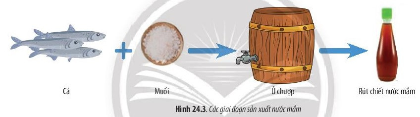 Giải Sinh học 10 Bài 24 (Chân trời sáng tạo): Quá trình tổng hợp và phân giải ở vi sinh vật  (ảnh 1)