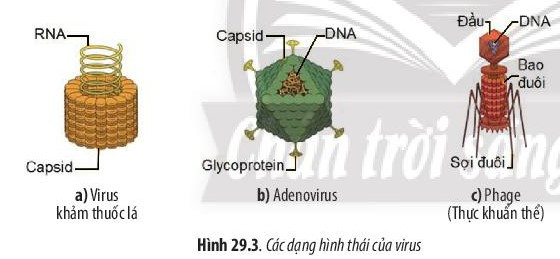 Giải Sinh học 10 Bài 29 (Chân trời sáng tạo): Virus  (ảnh 1)