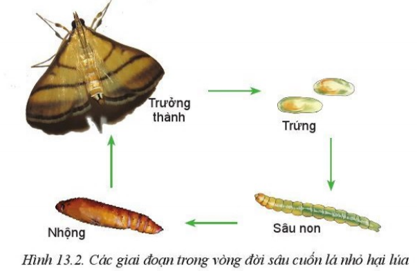 Giải Công nghệ 10 Bài 13: Sâu hại cây trồng - Cánh diều (ảnh 1)