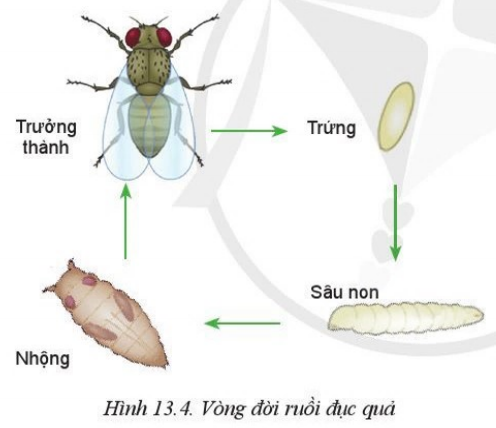 Giải Công nghệ 10 Bài 13: Sâu hại cây trồng - Cánh diều (ảnh 1)