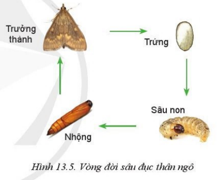 Giải Công nghệ 10 Bài 13: Sâu hại cây trồng - Cánh diều (ảnh 1)