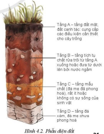 Giải Công nghệ 10 Bài 4: Thành phần và tính chất của đất trồng - Cánh diều (ảnh 1)