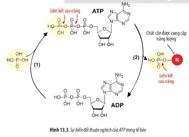 Giải Sinh học 10 Bài 13 (Chân trời sáng tạo): Chuyển hóa vật chất và năng lượng trong tế bào  (ảnh 1)