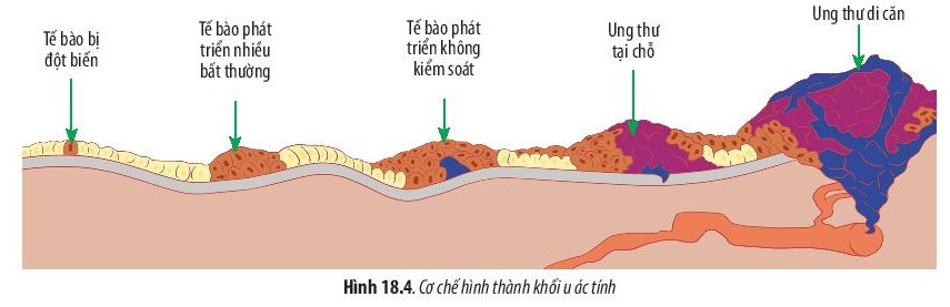 Giải Sinh học 10 Bài 18 (Chân trời sáng tạo): Chu kỳ tế bào (ảnh 1)