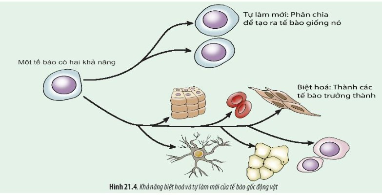 Giải Sinh học 10 Bài 21 (Chân trời sáng tạo): Công nghệ tế bào  (ảnh 1)