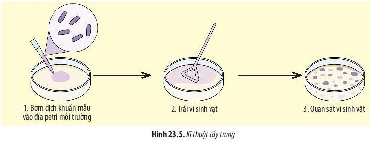 Giải Sinh học 10 Bài 23 (Chân trời sáng tạo): Thực hành: Một số phương pháp nghiên cứu vi sinh vật  (ảnh 1)