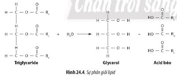 Giải Sinh học 10 Bài 24 (Chân trời sáng tạo): Quá trình tổng hợp và phân giải ở vi sinh vật  (ảnh 1)