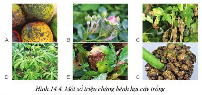 Giải Công nghệ 10 Bài 14: Bệnh hại cây trồng - Cánh diều (ảnh 1)