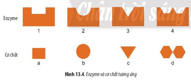 Giải Sinh học 10 Bài 13 (Chân trời sáng tạo): Chuyển hóa vật chất và năng lượng trong tế bào  (ảnh 1)