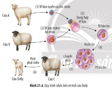 Giải Sinh học 10 Bài 21 (Chân trời sáng tạo): Công nghệ tế bào  (ảnh 1)