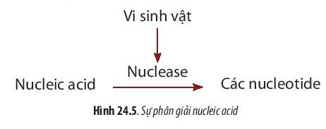 Giải Sinh học 10 Bài 24 (Chân trời sáng tạo): Quá trình tổng hợp và phân giải ở vi sinh vật  (ảnh 1)