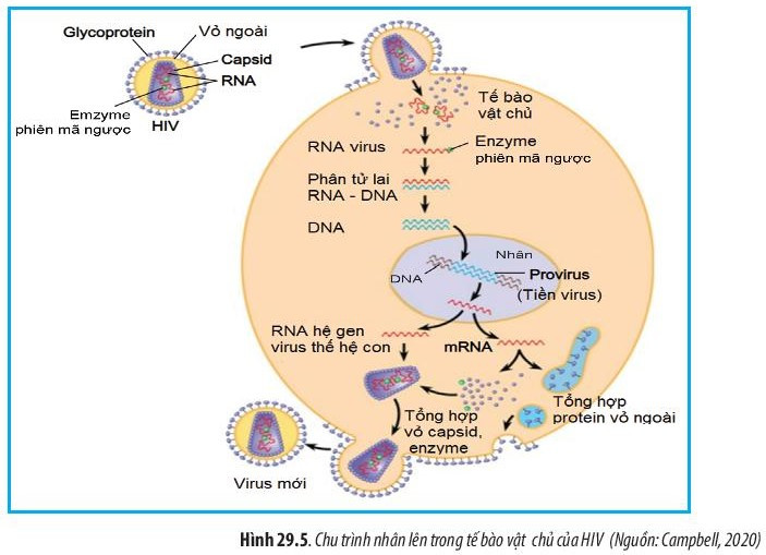 Giải Sinh học 10 Bài 29 (Chân trời sáng tạo): Virus  (ảnh 1)