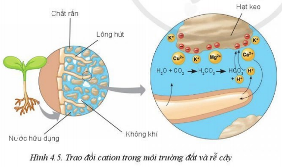 Giải Công nghệ 10 Bài 4: Thành phần và tính chất của đất trồng - Cánh diều (ảnh 1)