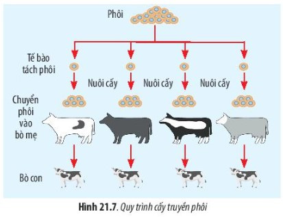 Giải Sinh học 10 Bài 21 (Chân trời sáng tạo): Công nghệ tế bào  (ảnh 1)