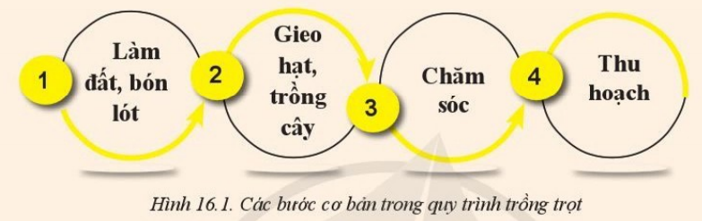 Giải Công nghệ 10 Bài 16: Quy trình trồng trọt - Cánh diều (ảnh 1)