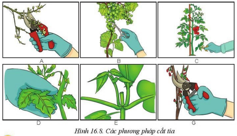 Giải Công nghệ 10 Bài 16: Quy trình trồng trọt - Cánh diều (ảnh 1)