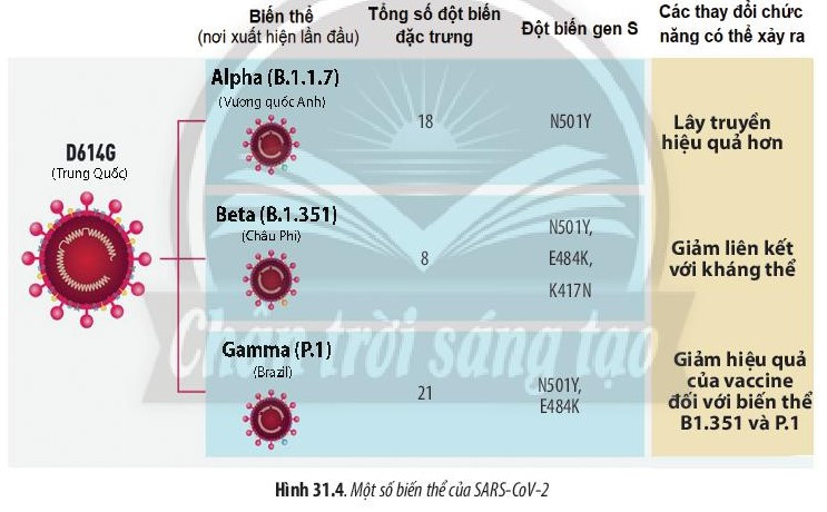 Giải Sinh học 10 Bài 31 (Chân trời sáng tạo): Virus gây bệnh  (ảnh 1)