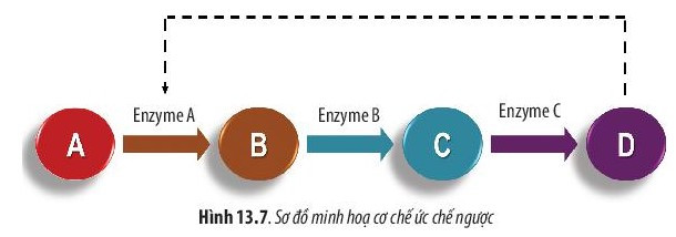 Giải Sinh học 10 Bài 13 (Chân trời sáng tạo): Chuyển hóa vật chất và năng lượng trong tế bào  (ảnh 1)